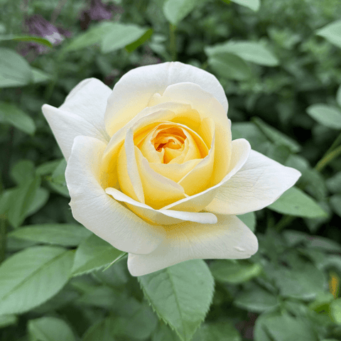 White rose with vivid pale yellow center and layered petals over green leaves