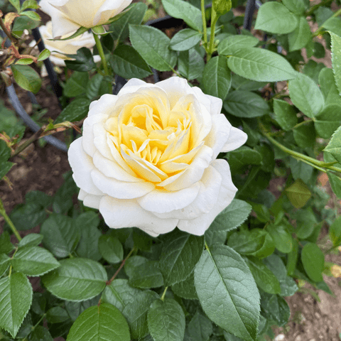 Single white rose with pale yellow center and surrounding green foliage