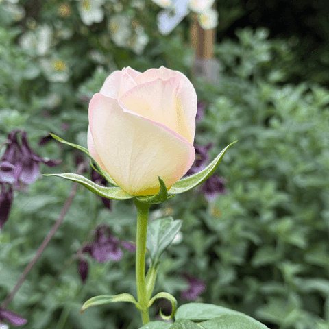 Rose bud opening with pale cream and pink-tinged petals and green stem