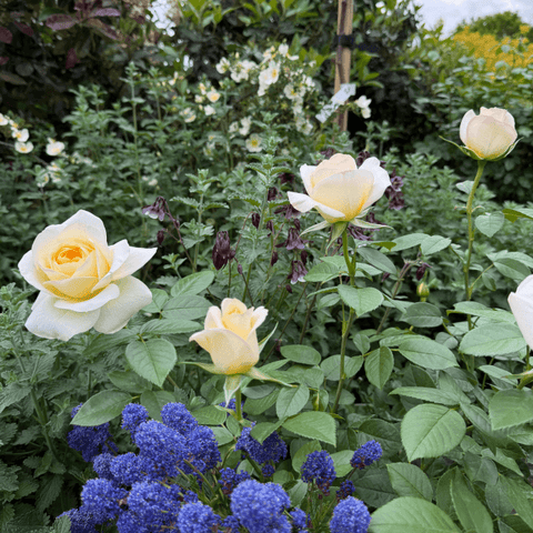 Light cream rose flowers with pale yellow centers among green leaves