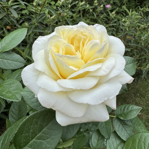 White and pale yellow rose bloom with layered ruffled petals