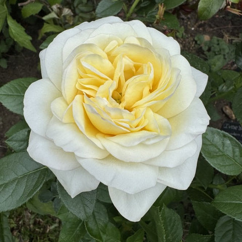 Creamy white and pale yellow double rose bloom with ruffled petals