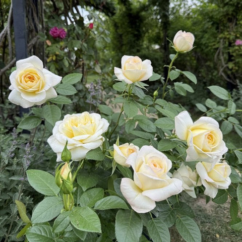 Multiple pale cream rose blossoms and buds with green leaves on stems