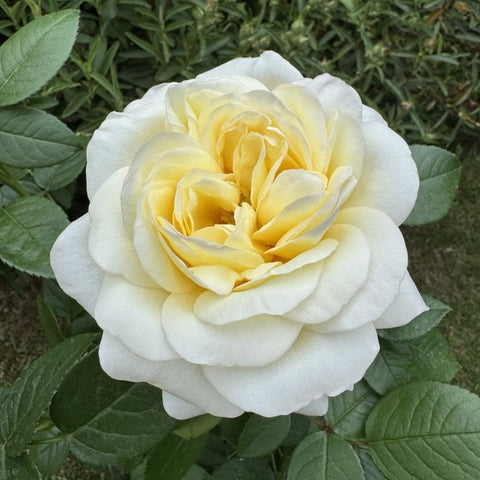 Large white rose with pale yellow center and layered petals on green leaves
