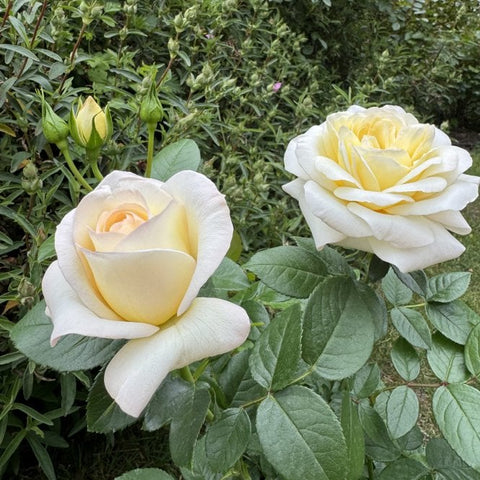 Two white rose blooms with pale yellow centers and green serrated leaves