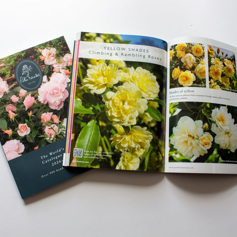 Peter Beales rose catalogue open to yellow rose shades pages, with botanical photos