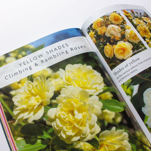 Peter Beales rose catalogue close-up with yellow climbing & rambling roses page spread