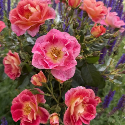 Pink rose blossoms with cream centers and orange-tinged buds, close-up.