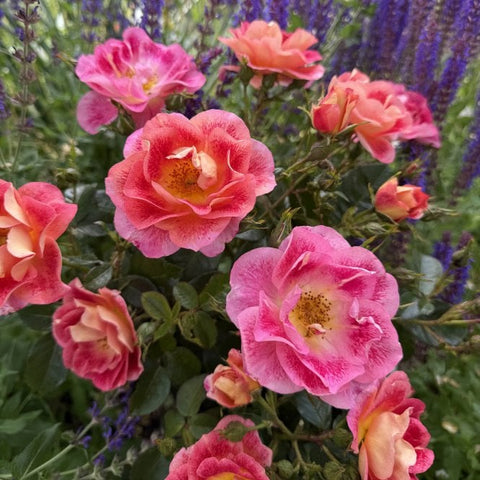 Cluster of pink rose blooms with ruffled petals and yellow centers, close-up.