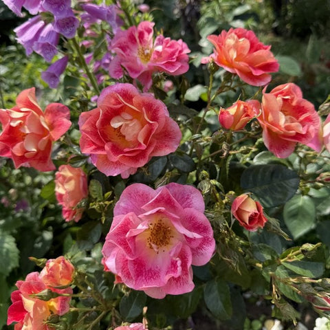 Pink and coral rose blooms with open petals and green leaves, close-up.