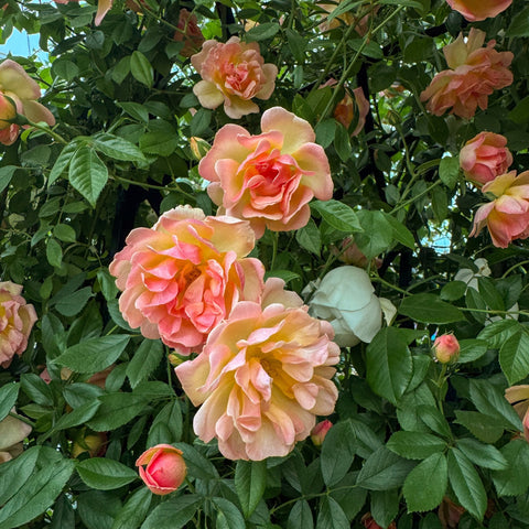 Peach and pink double rose blossoms on a leafy green shrub