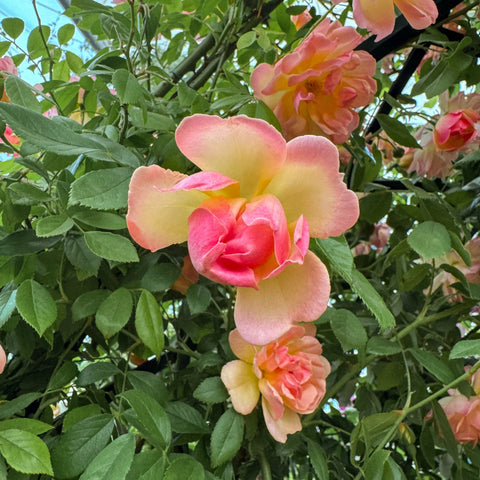 Pink bi-color rose blossom with pale center and surrounding flower buds