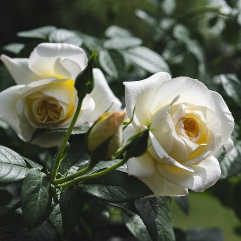 White rose blooms with pale yellow centers and dark green foliage