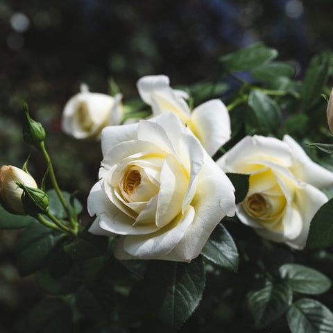 White rose cluster with pale yellow centers and glossy green leaves