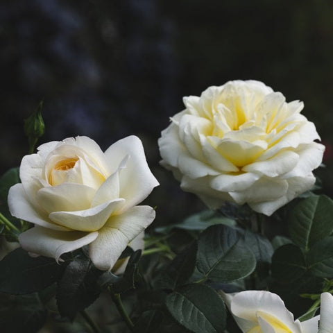 Cream-white rose with pale yellow center and green leaves