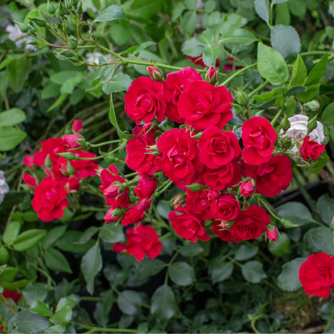Red rose cluster on a flowering rose plant with green leaves and buds