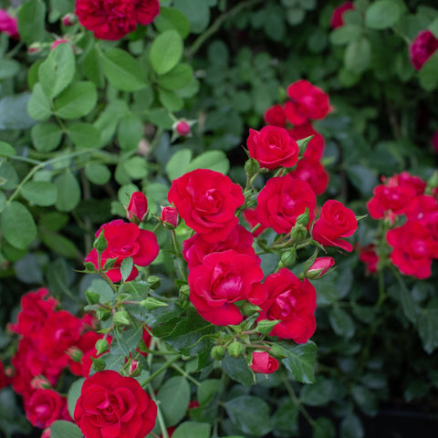 Blooming red roses and buds on a green-leaf flowering rose plant