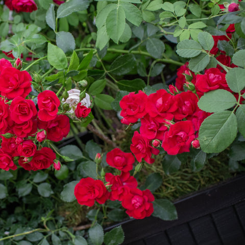 Red rose blossoms on a flowering rose plant growing in a garden bed