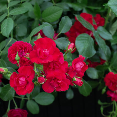 Close-up of bright red rose flowers with green foliage and small buds
