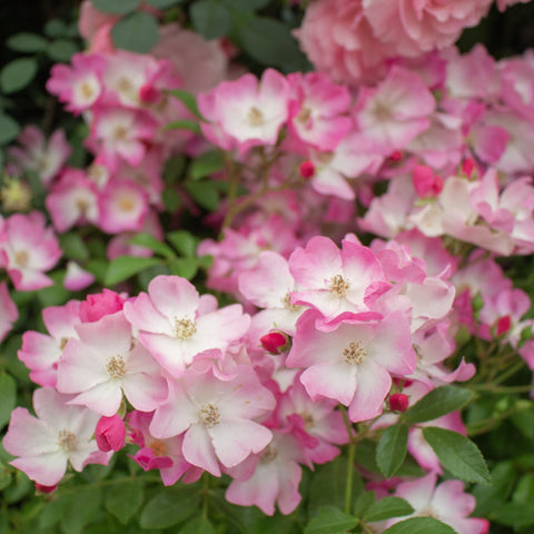 Pink and pale white rose blossoms with yellow centers and surrounding green leaves