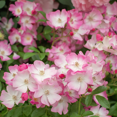 Pink and cream rose blooms with green leaves in a tight flower cluster