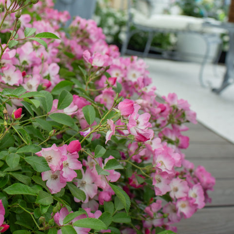 Pink rose bush with clusters of five-petal blooms and green leaves