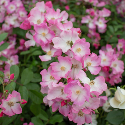 Close-up of pink rose clusters with pale centers and visible yellow stamens