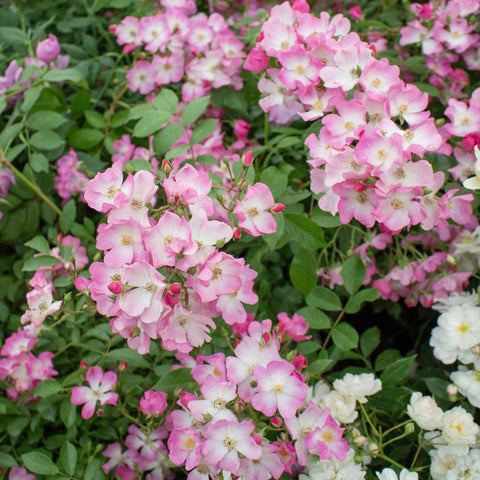 Pink rose bush flowers with green foliage and a few pale white blooms nearby