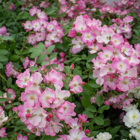 Pink and pale rose blossoms on a bush with dense green leaves