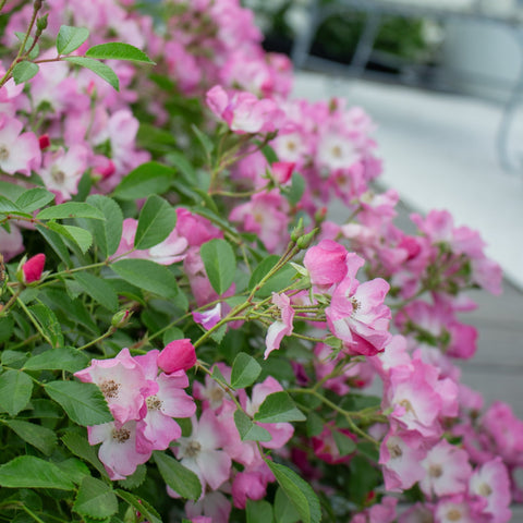Pink rose bush on branches with small clustered flowers and green leaflets
