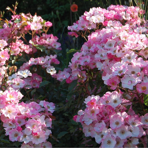 Dense spray of pink rose blossoms on a bush with dark green foliage