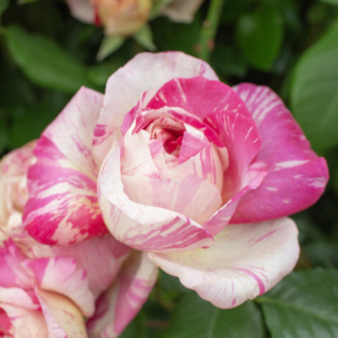 Climbing rose flower with pink center and cream petals marked by pink streaks