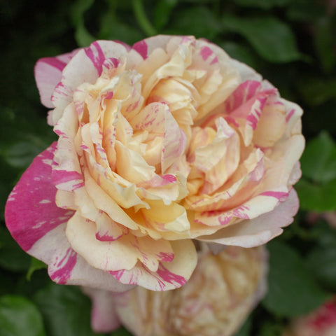 Cream climbing rose bloom with bright pink blotches on ruffled petals