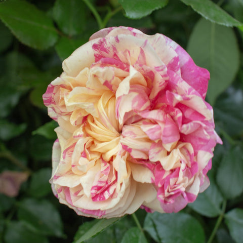 Climbing rose flower with cream and pink petals, dense double bloom
