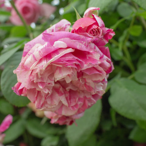 Climbing rose flower cluster with ruffled pink petals and cream accents