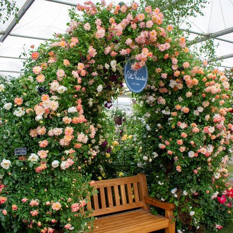 Flowering rose bush with clusters of pink and peach blooms and dark green leaves