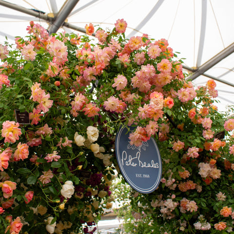 Rose bush with cascading clusters of pink and peach flowers over leafy green foliage