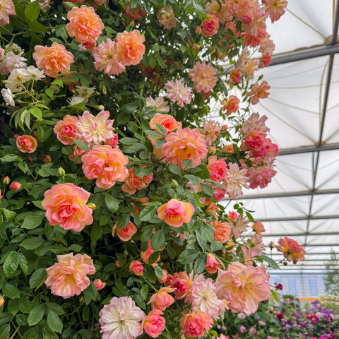 Pink and peach double rose blossoms with green leaves and budding flowers