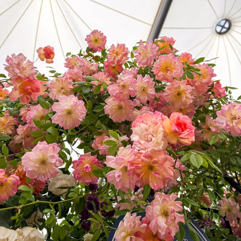 Pink rose bush with many ruffled blossoms and dark green leaves