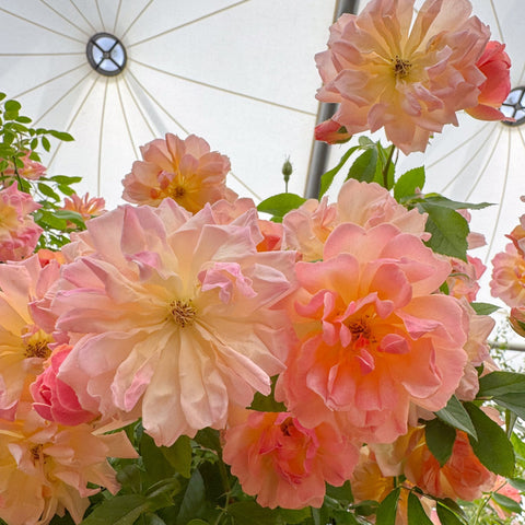Large peach-pink rose cluster with ruffled petals and green leaves