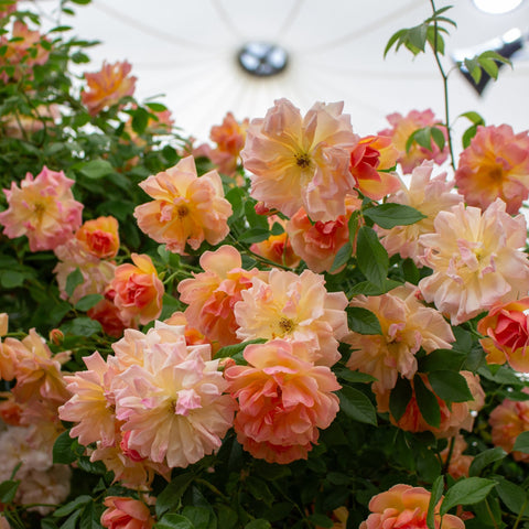 Orange-pink rose blossoms with green foliage in a dense cluster