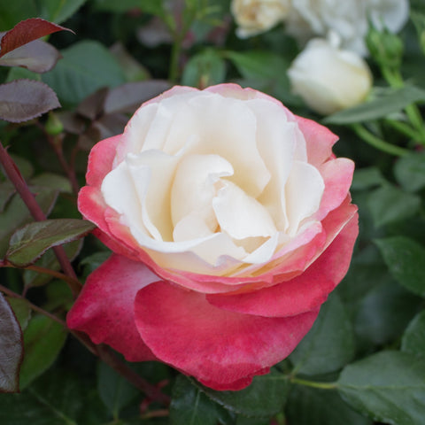Bi-color rose bloom with white petals and pink-red edges, on green leafy stems