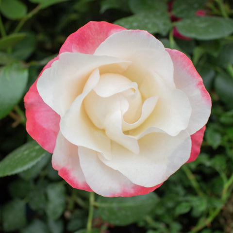Cream rose bloom with soft pink-red outer petals and green foliage background leaves