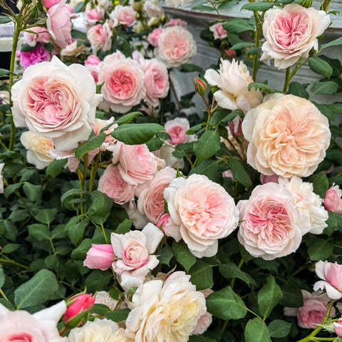 Cluster of pink and white rose blooms with green foliage