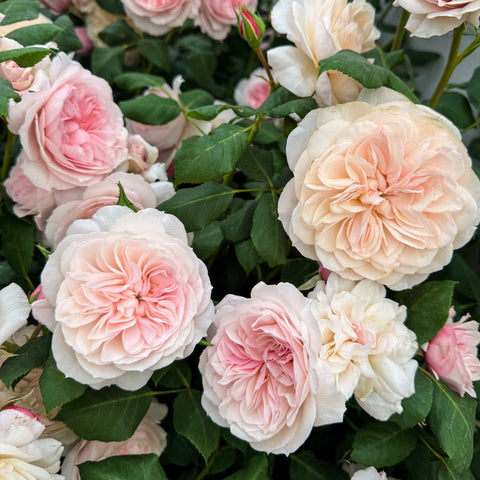 Mixed pink and cream rose blossoms with green leaves