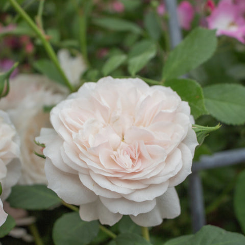 Soft white rose bloom with layered petals and green leaves