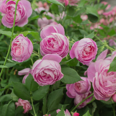 Pink rose blooms with layered petals and green leaves on a flowering stem.