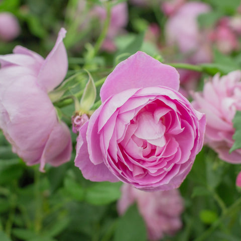 Single pink rose flower with tightly layered petals and surrounding buds on stems.