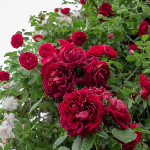 Highgrove red rose bush with layered double blooms and green leaves