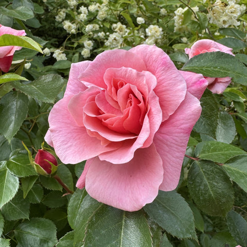 Pink rose blossom with layered petals and green leaves on a climbing rose bush